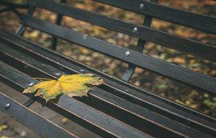 solitário amarelo bordo folha em uma parque banco. outono tempo. olho charme. seu Tempo é Maravilhoso para meu. cinematográfico foto