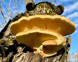 Laetiporus enxofre, enxofre pólipo é tipo do cogumelo este cresce em árvores foto