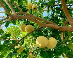 amadurecimento amarelo toranjas crescendo em árvore dentro verão interior jardim, dentro estufa. foto