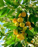 mandarim árvore com maduro frutas. ramo com tangerinas e folhas dentro estufa. foto