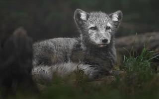 raposa ártica na grama foto
