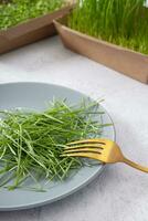 microverde brotou trigo em prato com folk. saudável Comida conceito foto