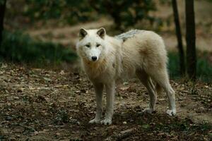 retrato do ártico Lobo dentro jardim zoológico foto