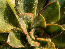 suculento plantar fechar acima fresco folhas detalhe do echeveria gibbiflora foto