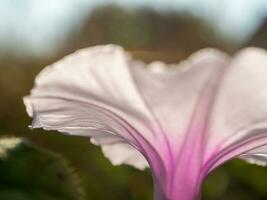 as delicadas e fracas pétalas da flor da glória da manhã foto