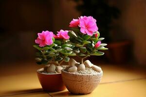 deserto rosa em vaso plantar. gerar ai foto