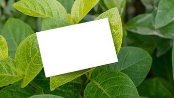 cartão de visita branco em folhas verdes naturais para maquete foto