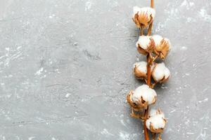 outono floral composição. seco branco fofo algodão flor ramo topo Visão em colori mesa com cópia de espaço foto