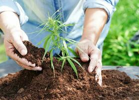 árvore crescendo com a mão, ecodia da terra, salve o mundo, salve a terra, fique verde foto