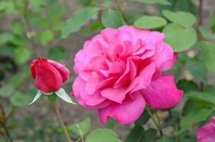 rosas no jardim foto