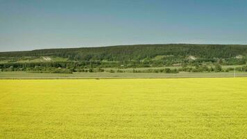 amarelo mostarda campo. azul céu acima uma mostarda campo dentro rural idaho, EUA. foto