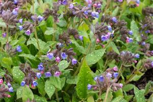 pulmonar flores, pulmonaria officinalis. a primeiro Primavera fluxo foto