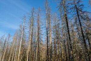 abetos vermelhos mortos após infestação de besouros. consequência do aquecimento global. foto