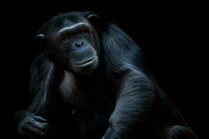 retrato do a chimpanzé, panela trogloditas em Preto fundo foto