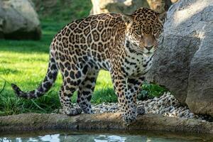 jaguar é sobre para saltar para dentro a água. Panthera onca. foto