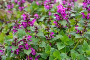 flores cor de rosa de urtiga manchada lamium maculatum. plantas medicinais no jardim foto