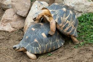 acasalamento do tartarugas. irradiado tartarugas , astrochelys radiada. criticamente ameaçadas de extinção tartaruga espécies, endêmico para Madagáscar. foto