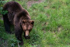urso pardo - ursus arctos procurando comida na grama foto