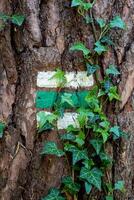 latido do amieiro, Alnus glutinosa parcialmente coberto de hera hedera hélice e turista placa. foto