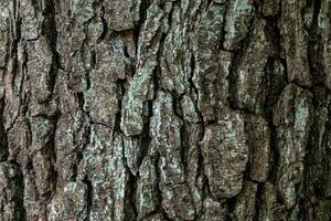 detalhe do árvore latido. amieiro árvore, Alnus glutinosa. natural textura foto