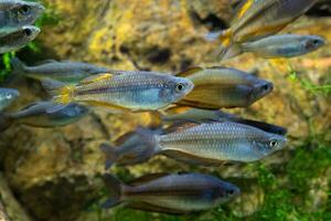 ampla escola do peixe dentro a aquário foto