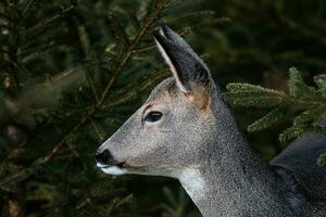 ovas veado dentro floresta, Capreolus capreolus. selvagem ovas veado dentro natureza. foto