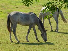 cavalos em uma campo dentro Westfália foto