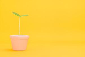 planta em um vaso em fundo amarelo foto