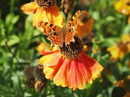 vírgula borboleta em uma flor comum foto