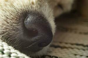 tema com uma de raça pura cachorro - foto para vários temas com cachorros