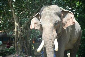 ásia elefantes em Kerala elefante acampamento estoque imagens. foto