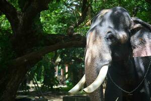 ásia elefantes em Kerala elefante acampamento estoque imagens. foto