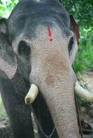 ásia elefantes em Kerala elefante acampamento estoque imagens. foto