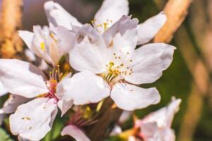 uma fechar acima do uma branco flor em uma ramo foto