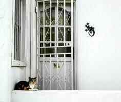 uma gato sentado em uma borda perto uma porta foto