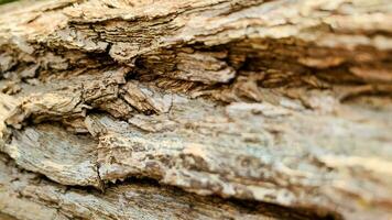 árvore tronco fundo, latido padronizar é desatado textura a partir de árvore. para fundo madeira trabalhar, latido do Castanho madeira dura, Grosso latido madeira dura, residencial casa madeira. foto