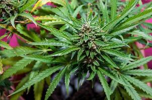 cannabis medicinal com cubos de gelo ao redor do caule principal antes da colheita