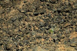 uma pequeno plantar é crescendo dentro a sujeira foto