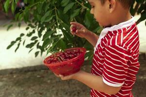 pequeno criança colheita cereja a partir de árvore dentro jardim. 6 anos velho meio Oriental Garoto picaretas cru cereja fruta. família tendo Diversão às colheita tempo. foto