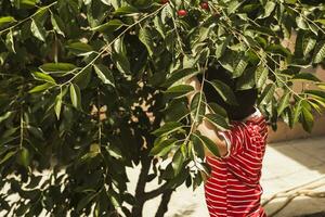 pequeno criança colheita cereja a partir de árvore dentro jardim. 6 anos velho meio Oriental Garoto picaretas cru cereja fruta. família tendo Diversão às colheita tempo. foto