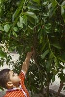 pequeno criança colheita cereja a partir de árvore dentro jardim. 6 anos velho meio Oriental Garoto picaretas cru cereja fruta. família tendo Diversão às colheita tempo. foto