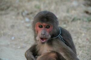 uma macaco com vermelho olhos sentado em a terra foto