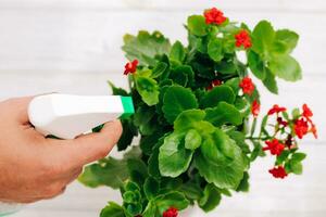 mãos spray pragas spray, fertilizante em uma kalanchoe flor Panela foto