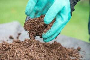 mão segurando a matéria orgânica de turfa melhoram o solo para o cultivo de plantas orgânicas agrícolas, conceito de ecologia. foto