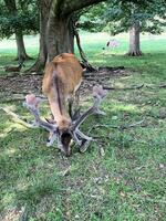 uma Visão do uma vermelho veado dentro a selvagem dentro Cheshire foto