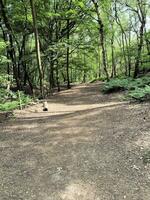 uma vista da zona rural de cheshire em peckforton hills foto