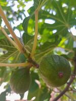 FIG frutas dentro natural luz foto