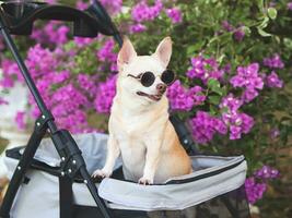 feliz Castanho curto cabelo chihuahua cachorro vestindo oculos de sol, em pé dentro animal carrinho de criança dentro a parque com roxa flores fundo. foto