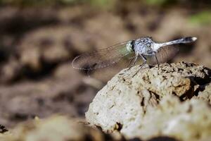 macro imagem do uma libélula sentado em uma Rocha dentro a tarde. foto