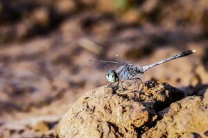 macro imagem do uma libélula sentado em uma Rocha dentro a tarde. foto